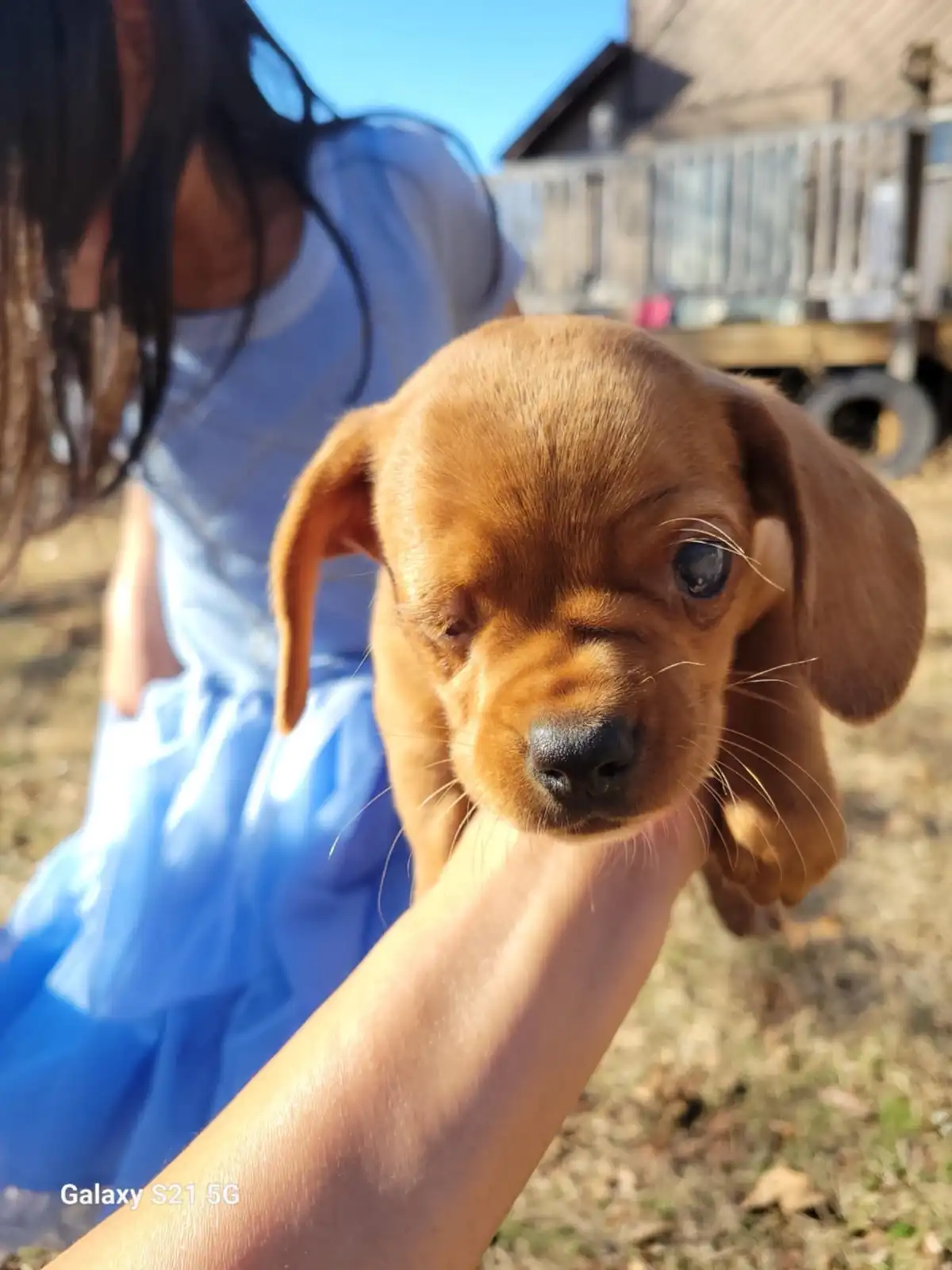 A close-up photo shows a small brown puppy with one eye closed and the other wide open, looking directly at the camera while…