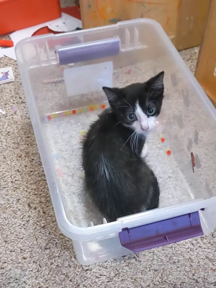 A small black-and-white kitten with wide, innocent eyes sits inside a clear plastic storage bin with purple latches, looking…