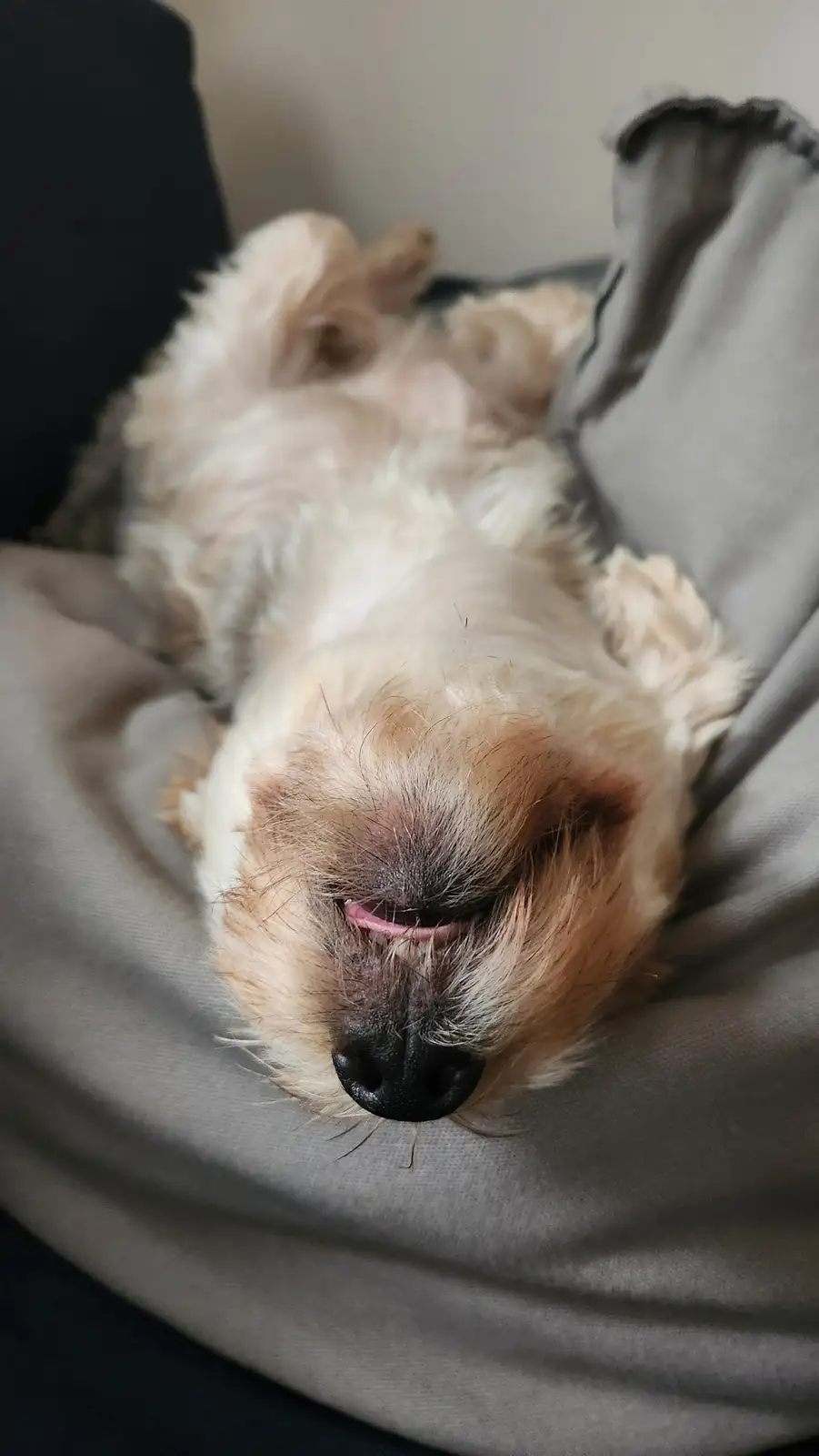 A small, fluffy, light-colored dog is lying on its back on a gray fabric surface, appearing to be asleep or very relaxed…