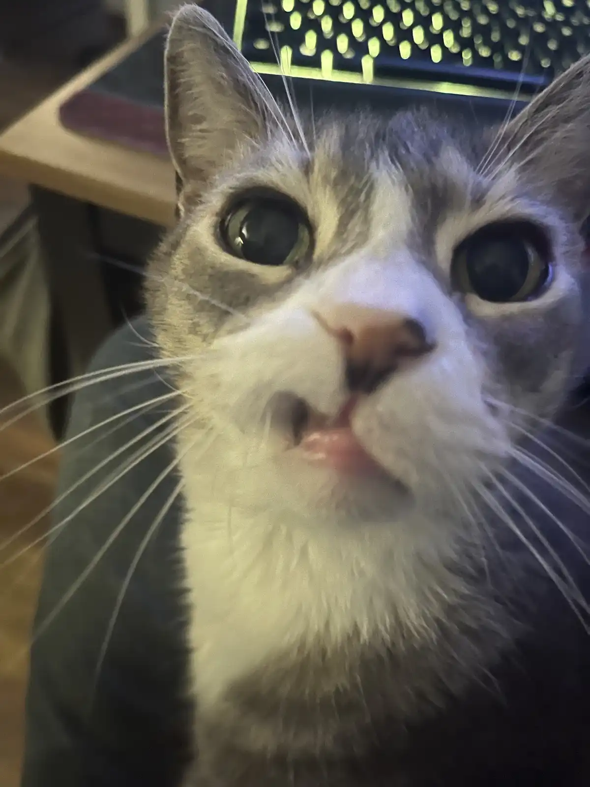 A close-up photo of a gray and white cat with wide, startled-looking eyes and a slightly open mouth, giving it a shocked or…