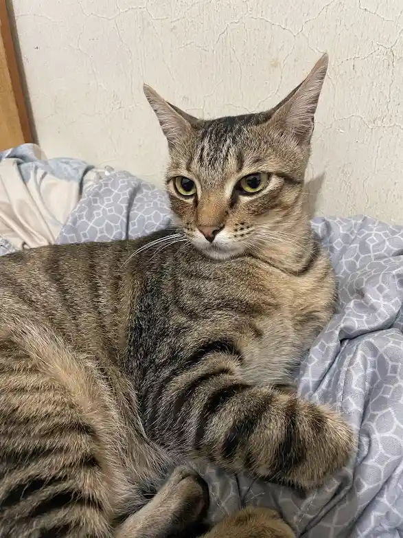 Just a Cat Being Adorable