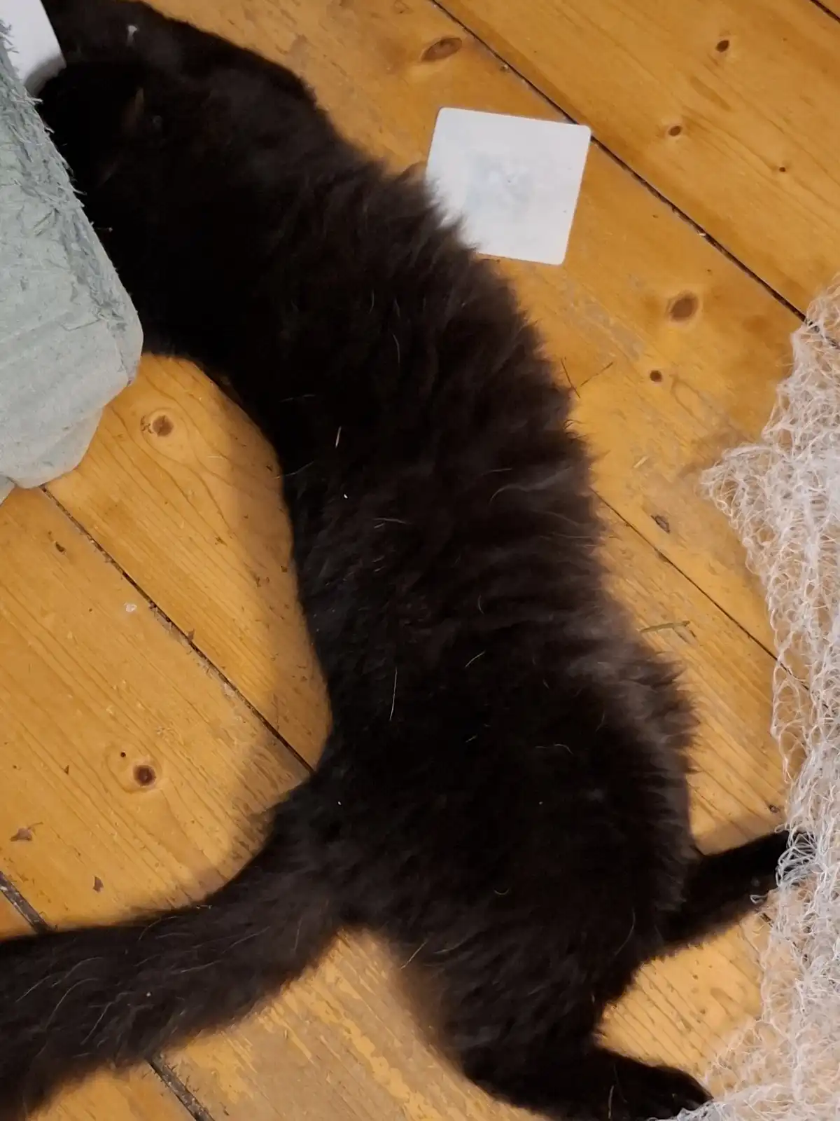 A black cat is lying on its back on a wooden floor, stretching out with its legs splayed, appearing very relaxed. The cat's…