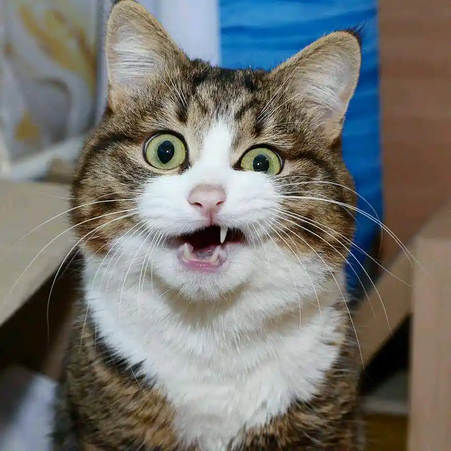 A close-up photo of a tabby and white cat with wide, startled green eyes and its mouth open, revealing small fangs and pink…