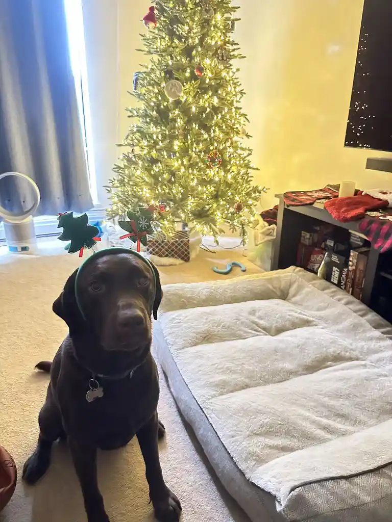 A chocolate Labrador Retriever sits on a carpeted floor in front of a lit Christmas tree, wearing a green headband with two…