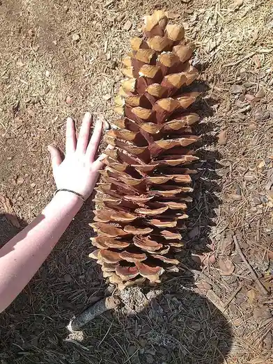 a person's hand is placed next to an enormous pinecone lying on the ground covered in dry pine needles and dirt, visually…
