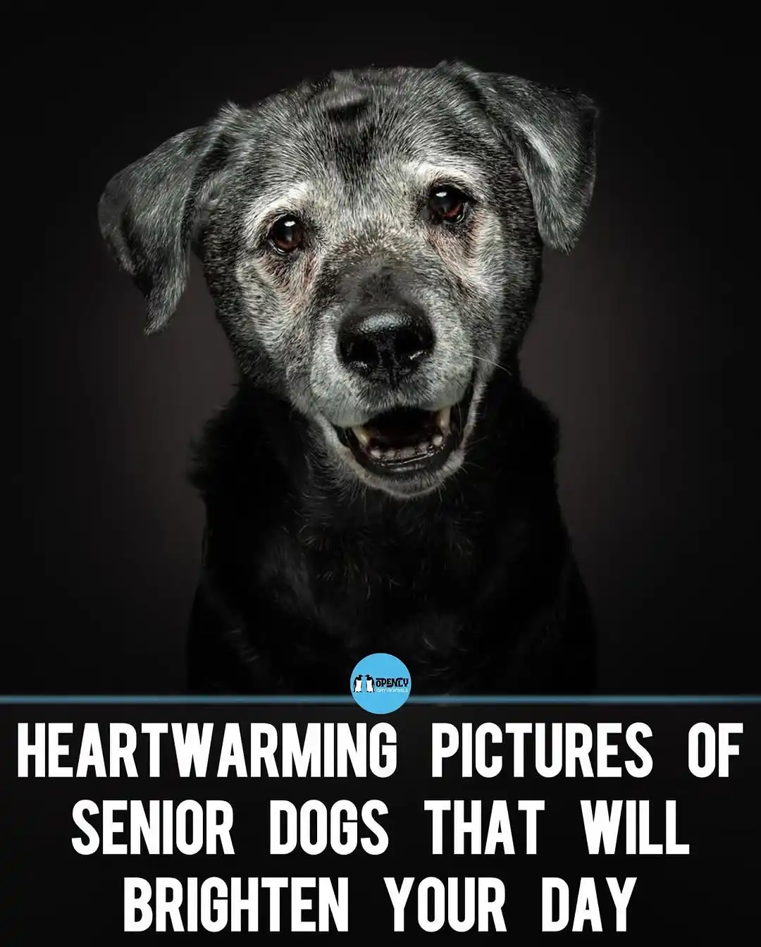A close-up photo of an elderly black dog with gray muzzle and expressive brown eyes, looking directly at the camera with a…