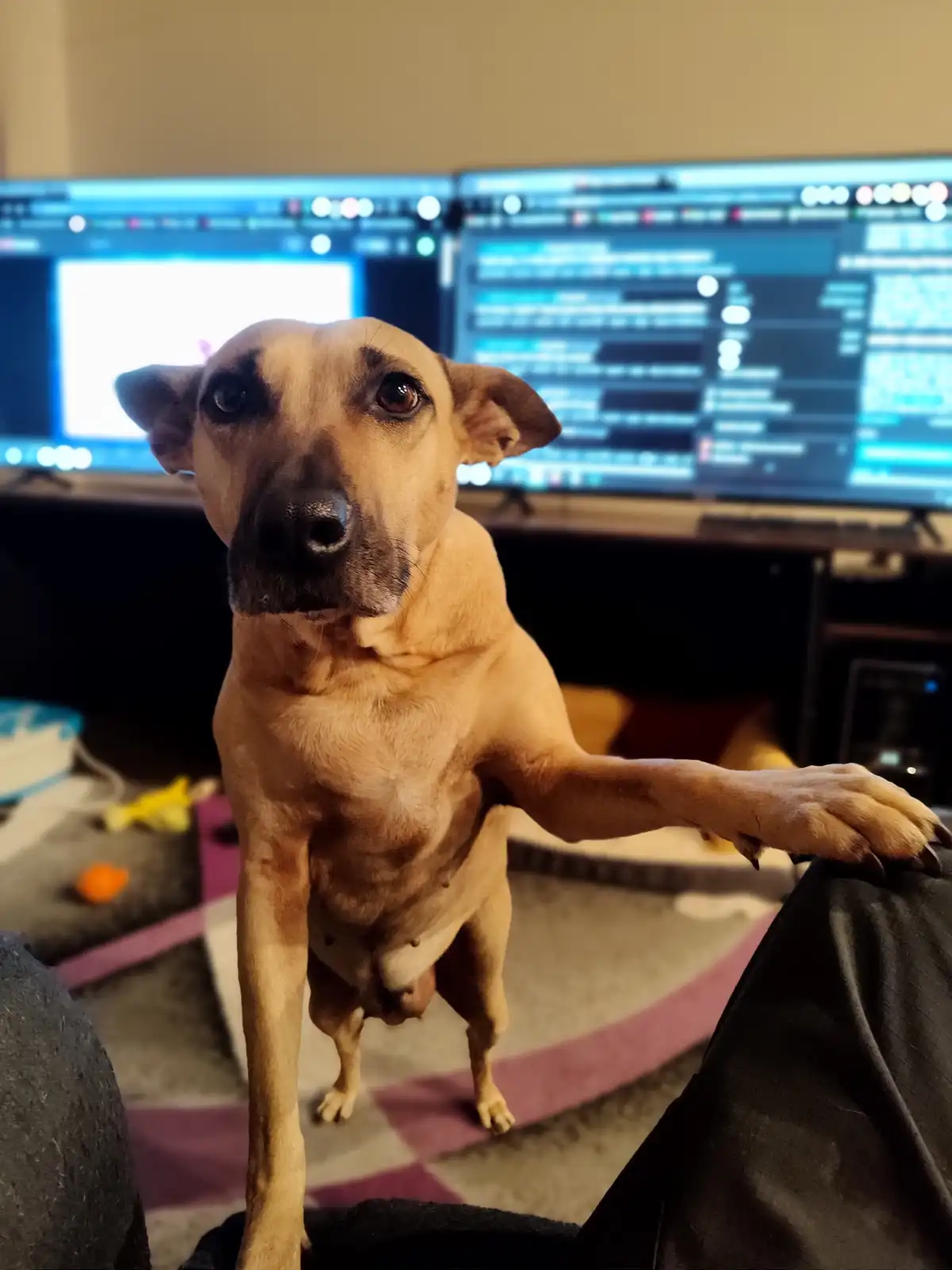 A tan dog with dark muzzle and expressive eyes stands on its hind legs, one front paw resting on a person's lap, looking…