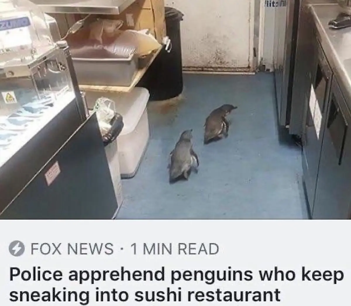 Two penguins are walking across a blue floor in what appears to be a commercial kitchen or restaurant, surrounded by…