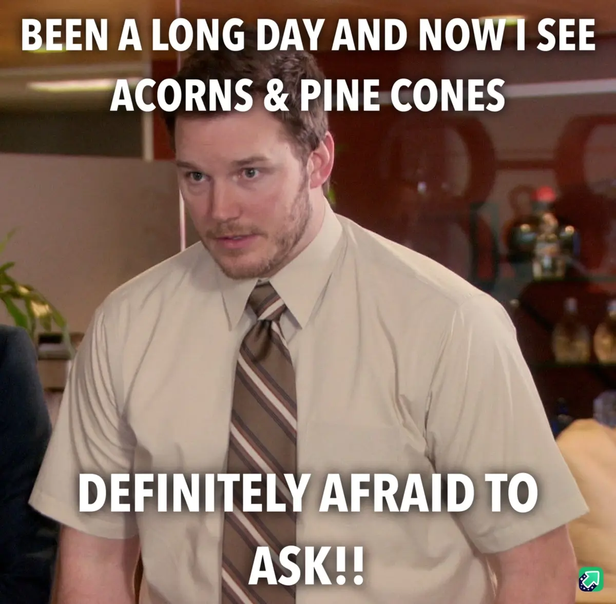 After a Long Workday, Finally Enjoying Imgur: Pine Cones and Acorns Galore!