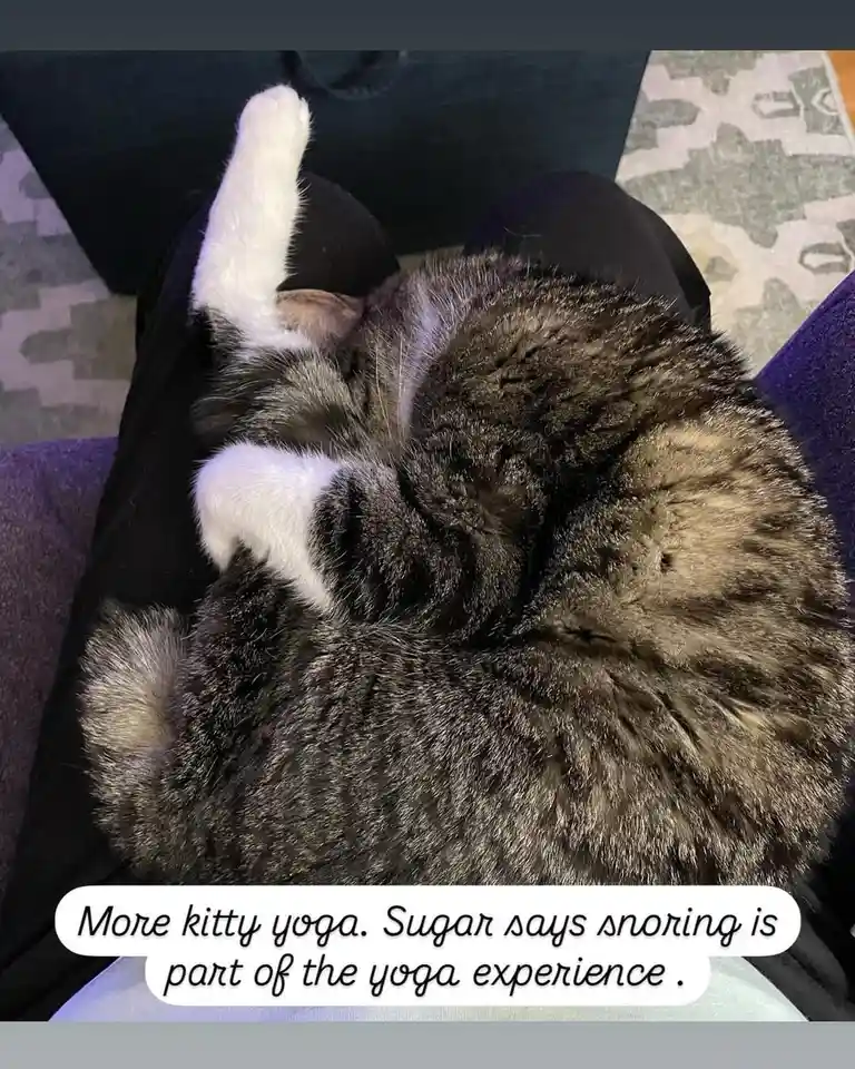 A gray and white tabby cat is curled up in a tight ball while sleeping on someone's lap, with one white paw sticking up. The…