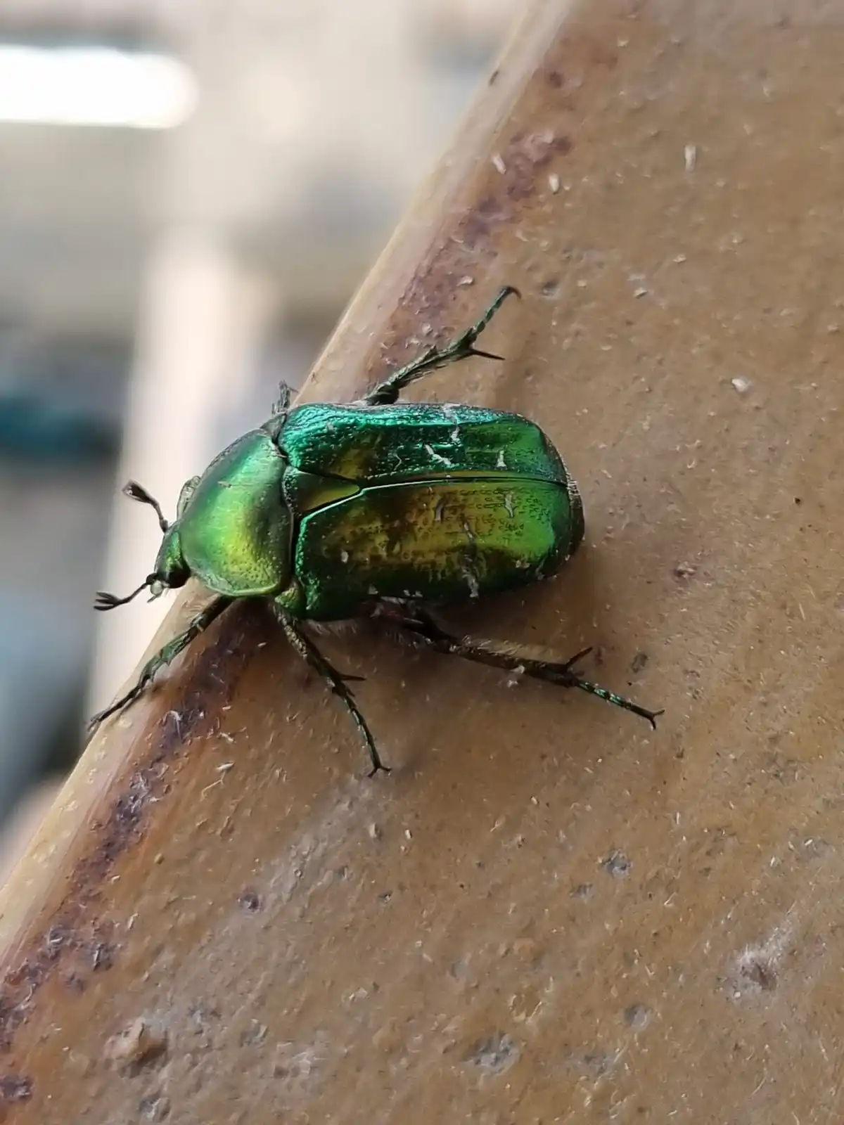 A close-up photo shows a shiny, metallic green beetle with iridescent wings perched on a brown, textured surface. The…