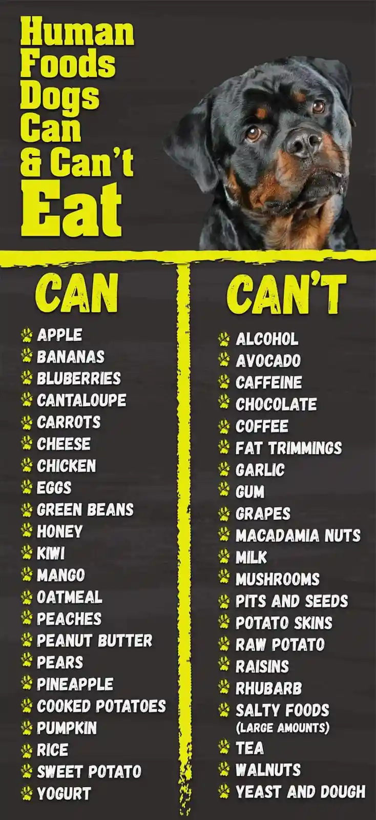 An infographic titled 'Human Foods Dogs Can & Can't Eat' features a Rottweiler's face at the top. Below, two columns list…