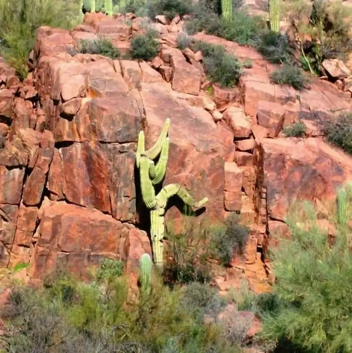 Once Again, Gary, You're Just a Cactus