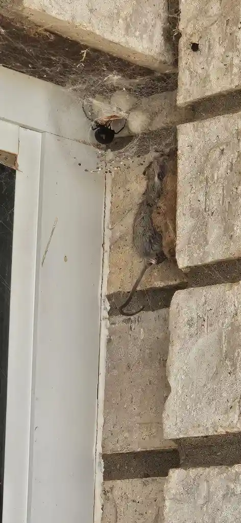A dead rat hangs by its tail from a stone wall next to a white door frame, while a black widow spider sits in its web…