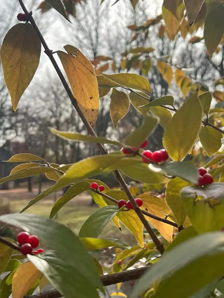 A close-up photo of a tree branch with green and yellow leaves and clusters of bright red berries. The image has text…