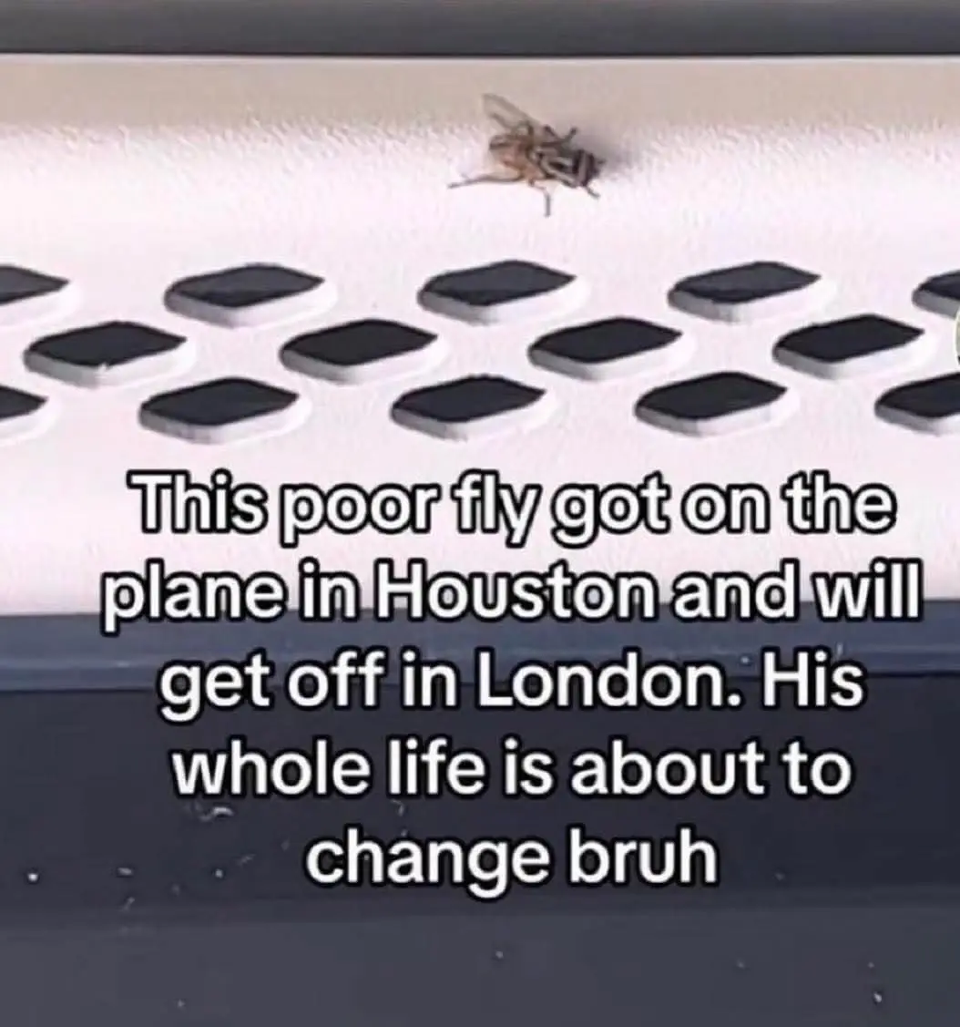 A close-up photo shows a small fly resting on a white, textured surface with a pattern of black, rounded rectangular shapes…