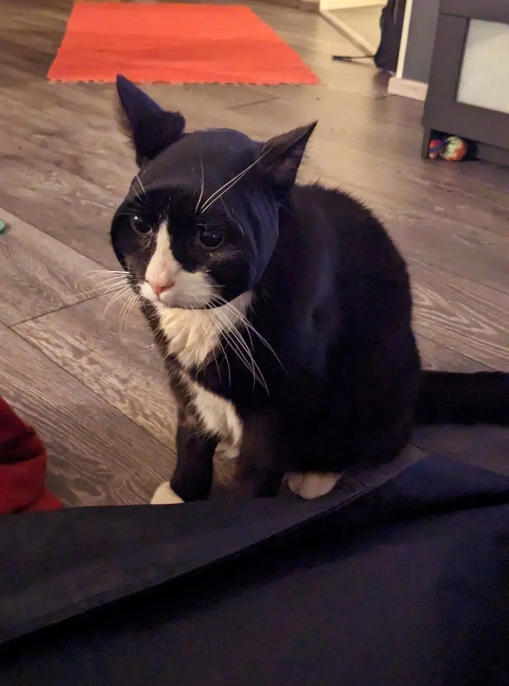 A black and white cat sits on a dark surface indoors, wearing a dark blue hoodie pulled over its head, obscuring its ears…