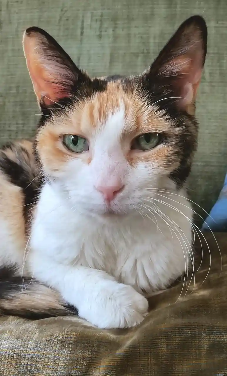 A close-up photo of a calico cat with green eyes and white, orange, and black fur, lying on a textured couch and staring…