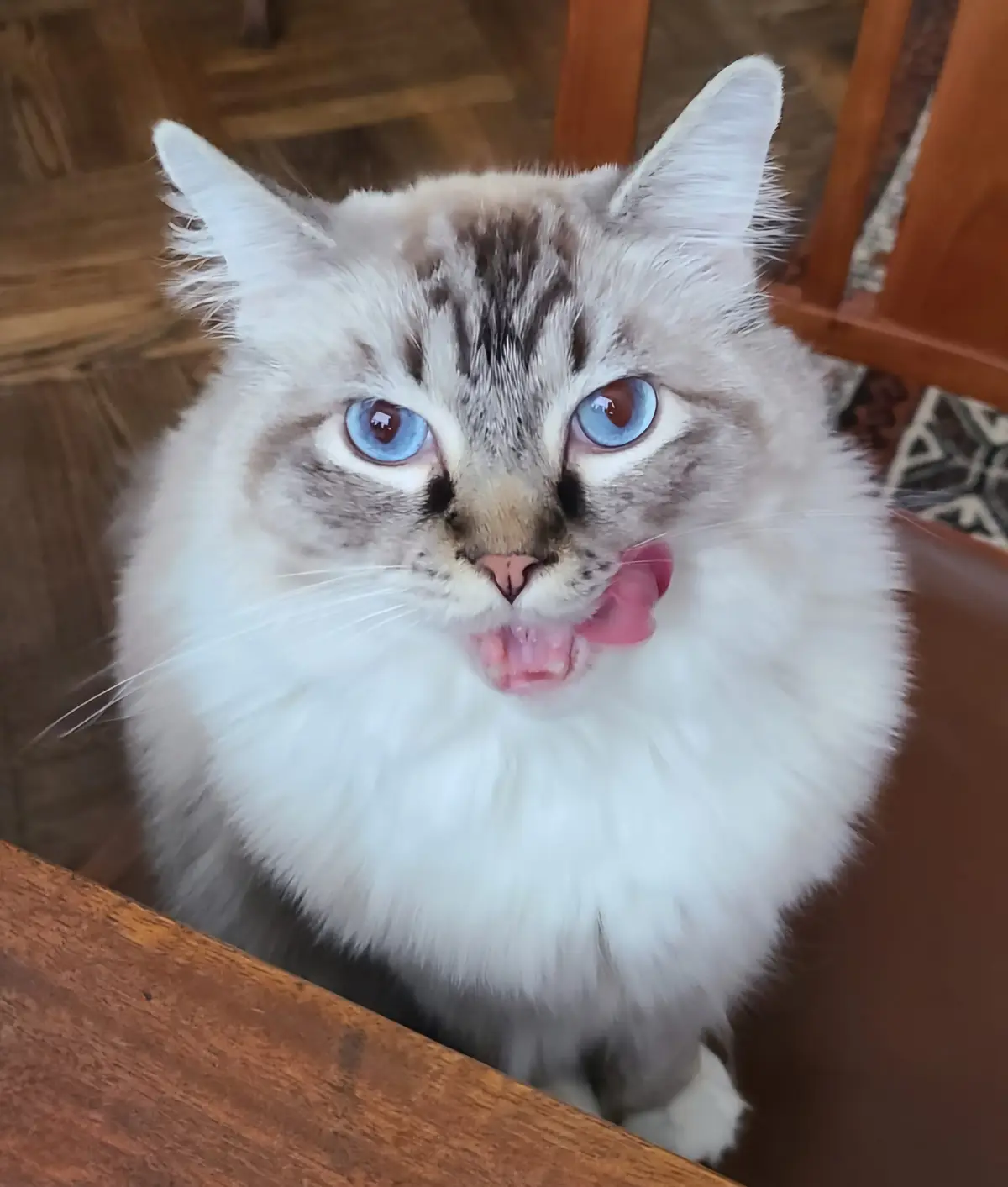 A close-up photo of a fluffy, long-haired cat with striking blue eyes and a white ruff, sitting on a wooden chair. The cat…