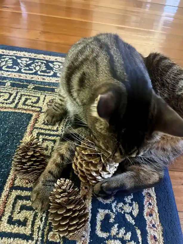 A tabby cat is lying on a patterned rug and appears to be chewing or playing with a large pinecone, with two other pinecones…