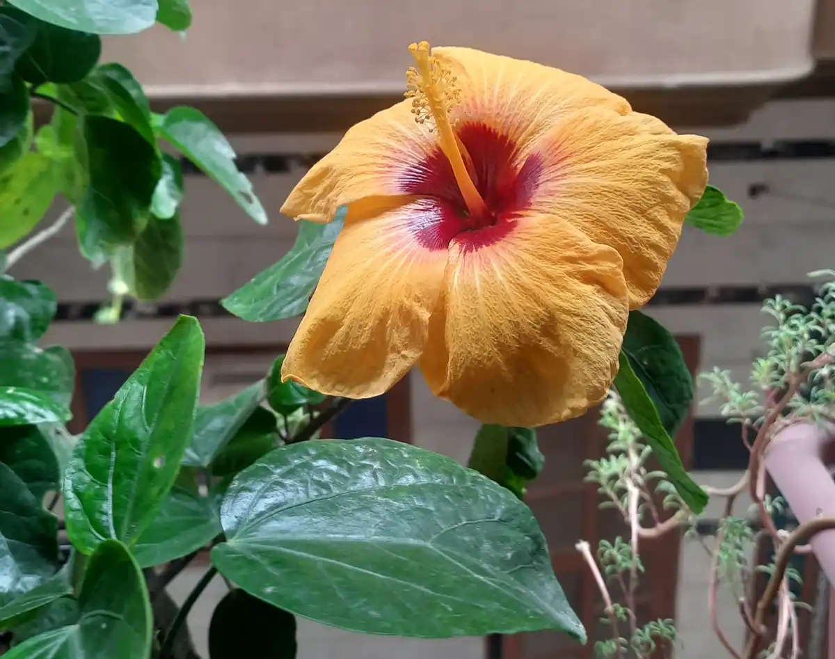 A close-up photo of a vibrant yellow hibiscus flower with a deep red center, surrounded by lush green leaves. The overlaid…