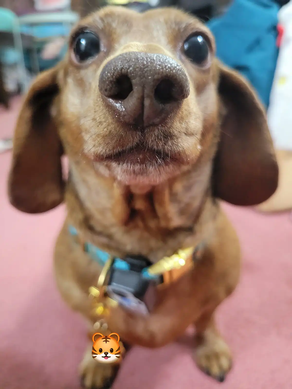 Meet my adorable pup, Tiger Lilly #755
