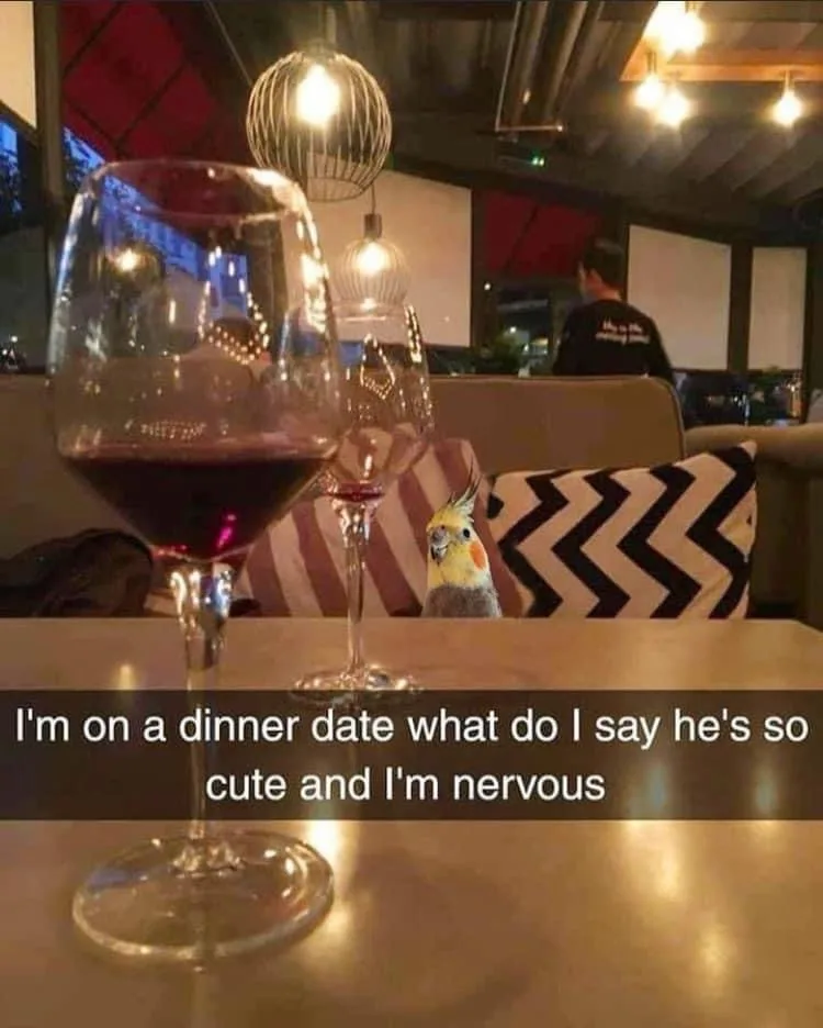 A close-up photo shows two wine glasses on a table in a dimly lit restaurant. Behind them, a small cockatiel bird with a…