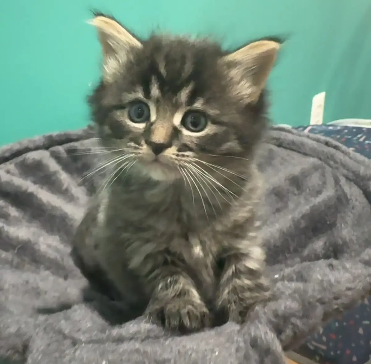 A small, fluffy tabby kitten with wide blue eyes sits upright on a gray blanket against a teal wall. The kitten has a…