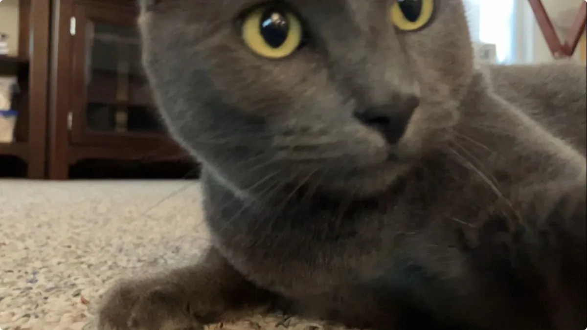 A close-up photo of a gray cat with large yellow eyes staring intently at the camera, lying on a speckled carpet with a…