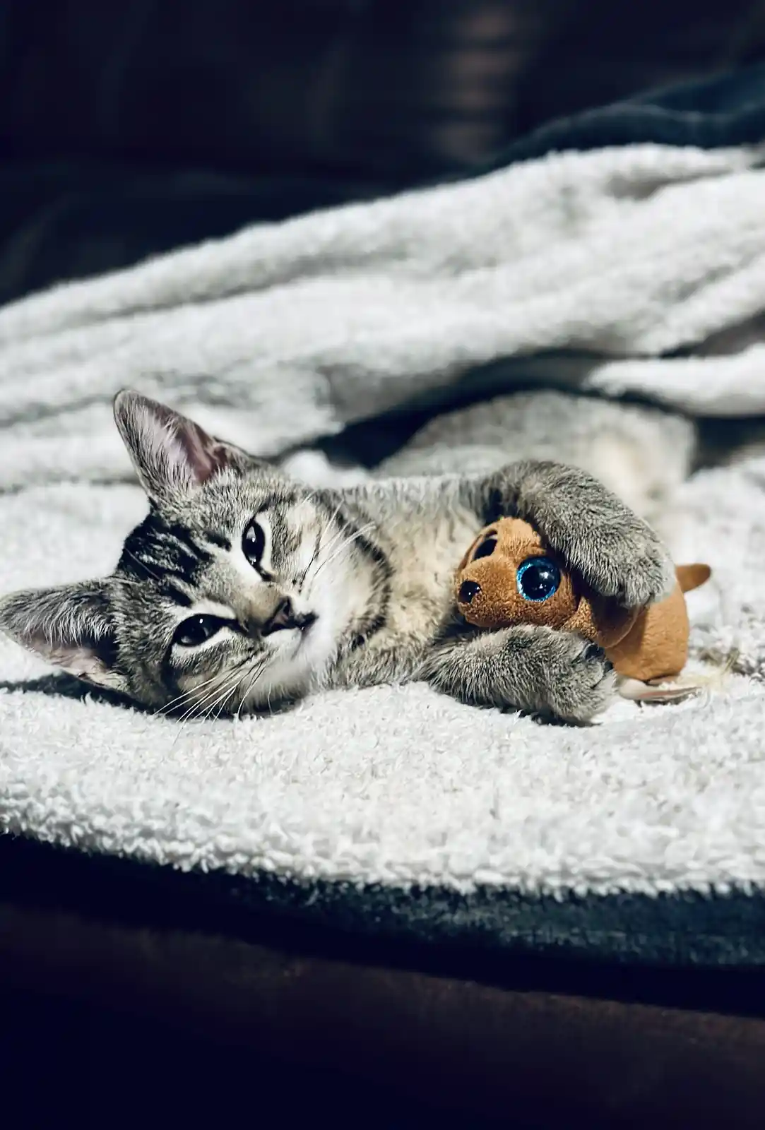 Meet D'Artagnan: The Brave Rescue Kitty