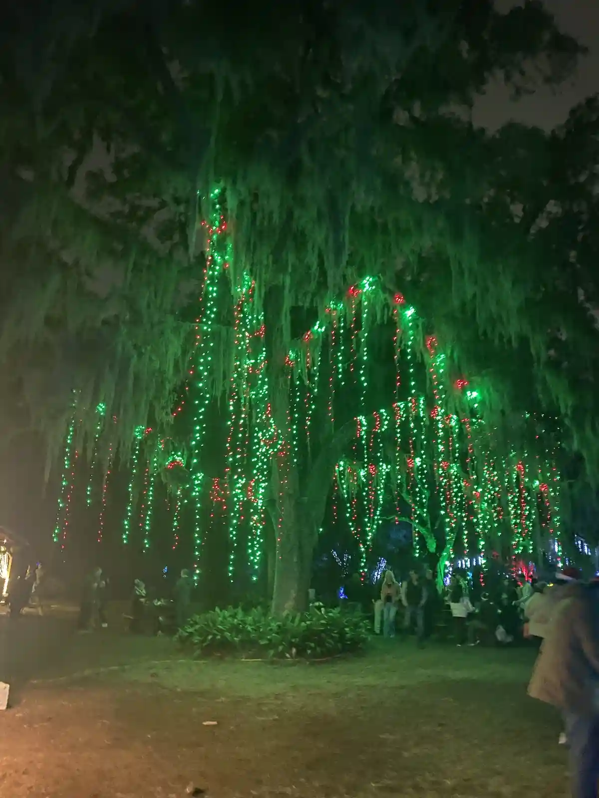 A large tree at night, heavily decorated with green and red string lights, has long green moss hanging from its branches…