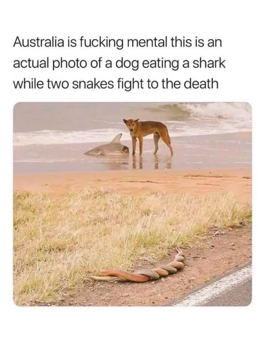 The image is a composite of two separate photos: the top shows a dog standing in shallow water next to a shark, and the…