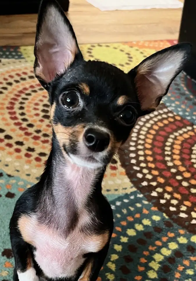 A small black and tan dog with large, upright ears and wide, expressive eyes looks directly at the camera with a pleading or…