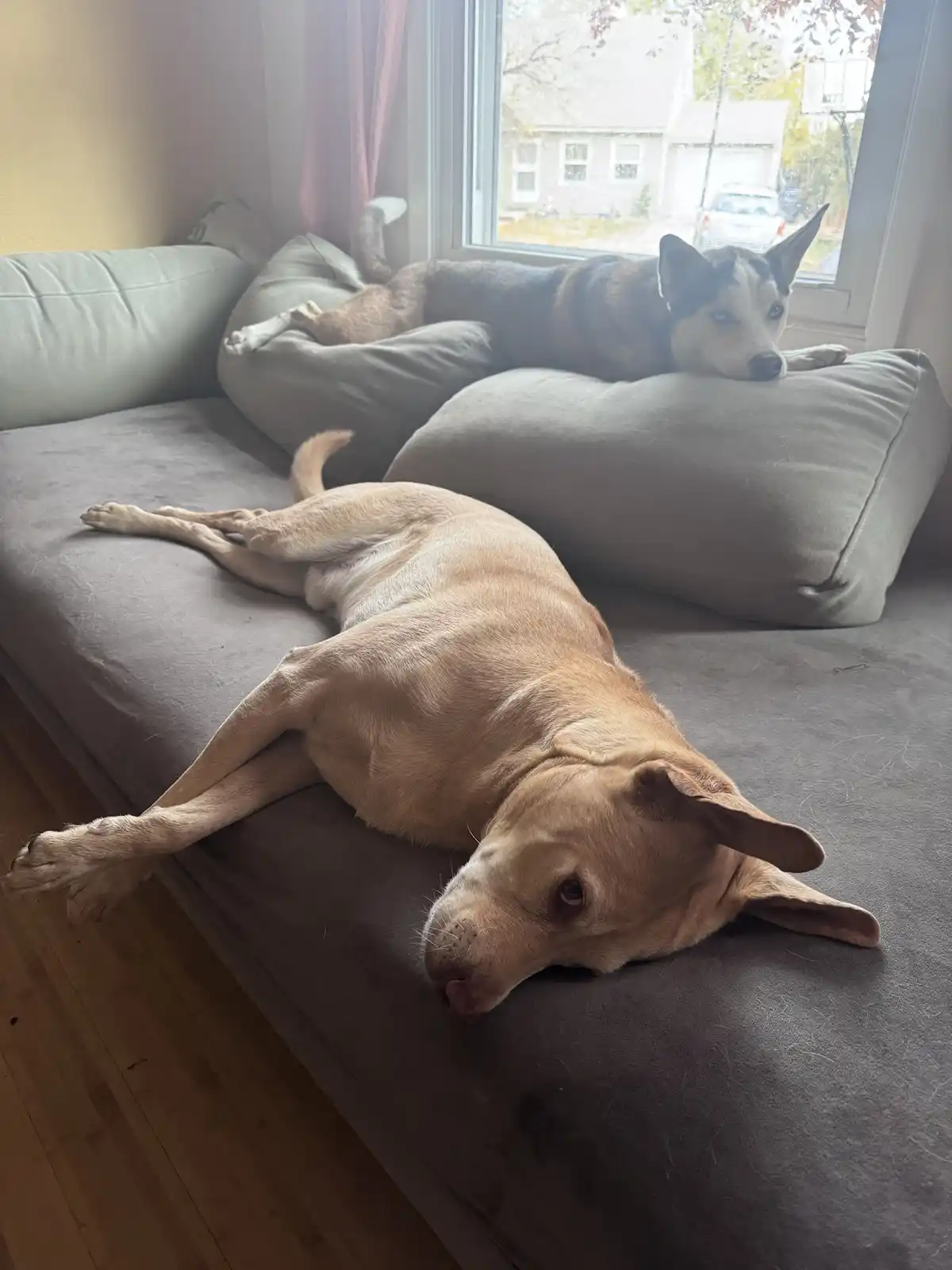 Two dogs are lounging on a gray couch in a living room; one light brown dog lies sprawled in the foreground with its head…