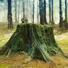 A moss-covered tree stump in a forest, with overlaid text reading 'i'm not a tree stump, i'm a tree that got cut down and is…