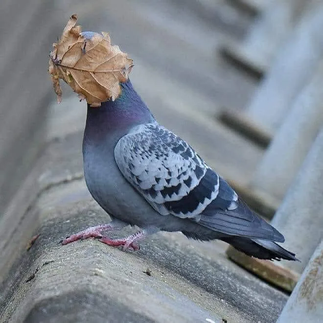 A pigeon perched on a concrete surface has a dry, brown leaf stuck on its head, obscuring its eyes and beak. The bird's gray…