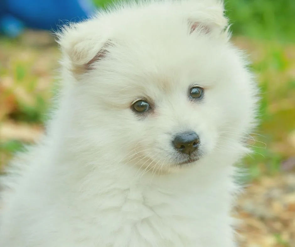 A close-up photo of a fluffy white puppy with large, dark eyes and a black nose, looking directly at the camera. The…