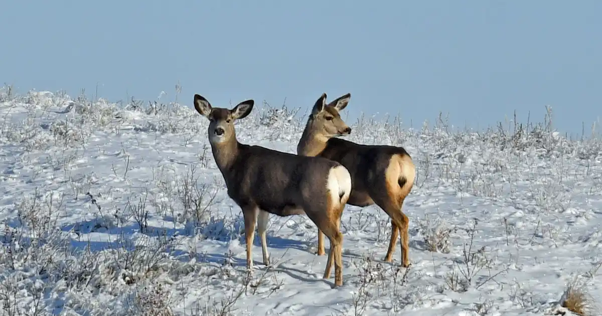Two deer stand in a snowy field under a clear blue sky, both showing prominent white patches on their rumps. The deer in the…