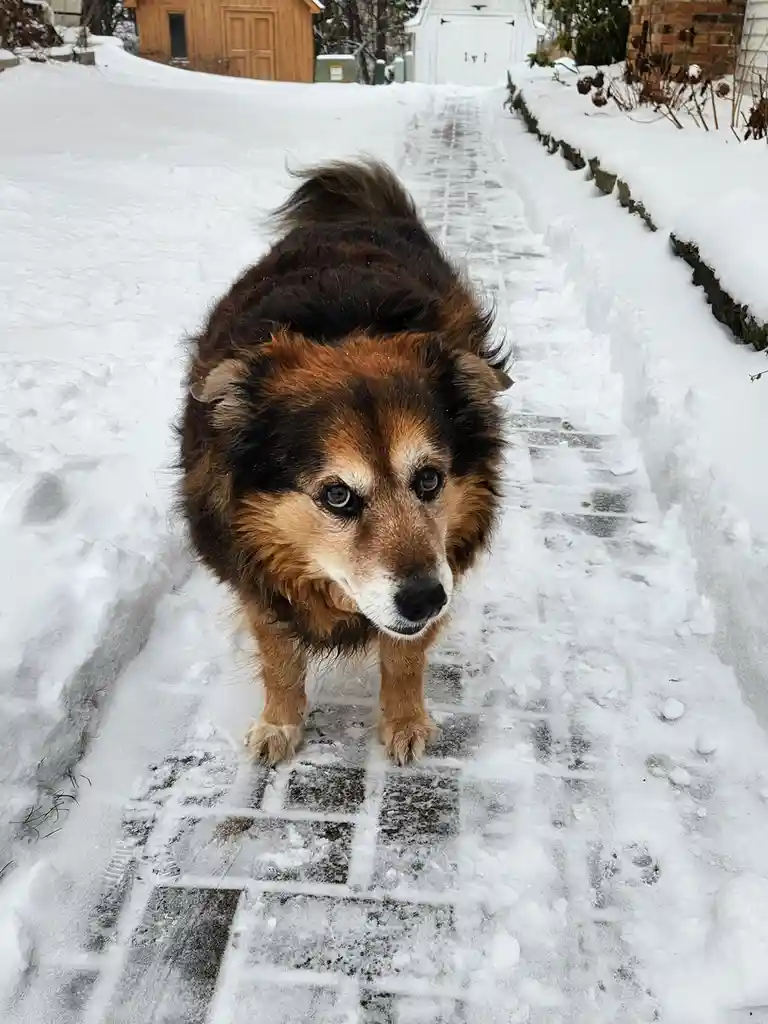 A fluffy brown and black dog stands on a snow-covered brick path, looking directly at the camera with a sad, disappointed…