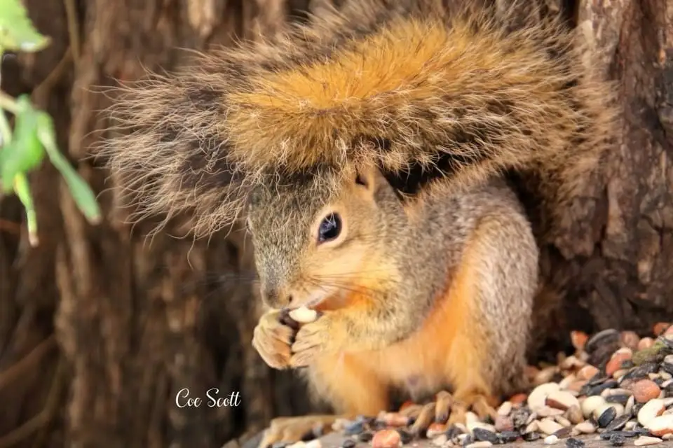 A close-up photo of a squirrel with its bushy tail dramatically arched over its head, resembling a furry hat, while it eats…