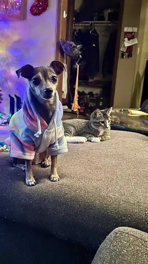 A small dog wearing a colorful, fluffy robe stands on a couch looking directly at the camera, while a tabby cat lies calmly…