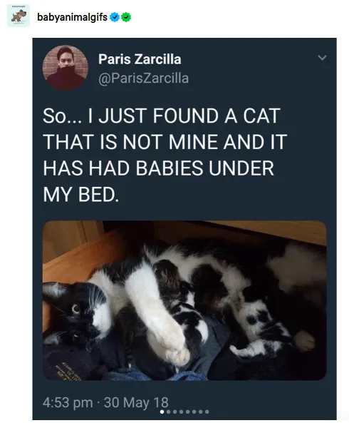 A screenshot of a tweet by Paris Zarcilla shows a black and white cat curled up under a bed with several tiny kittens…