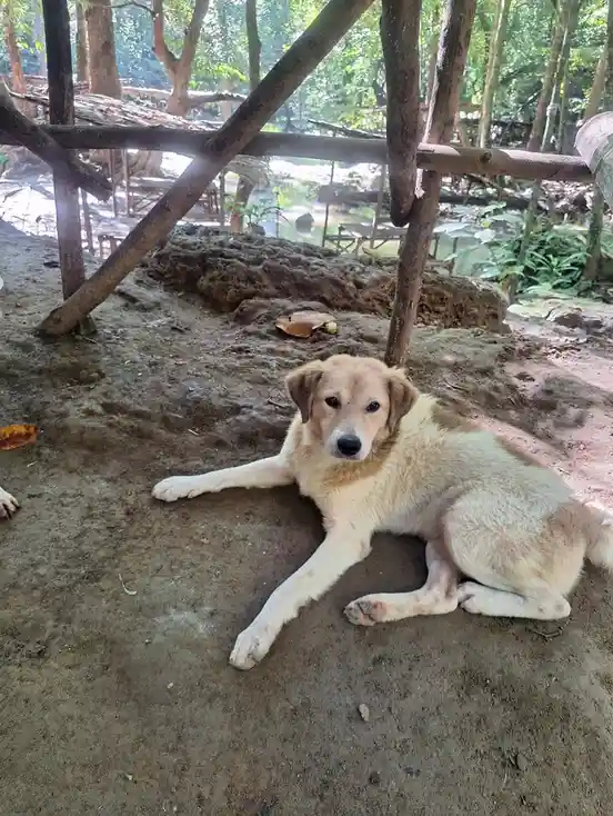 A light brown and white dog lies relaxed on dirt ground under a wooden structure in a forested area, looking directly at the…