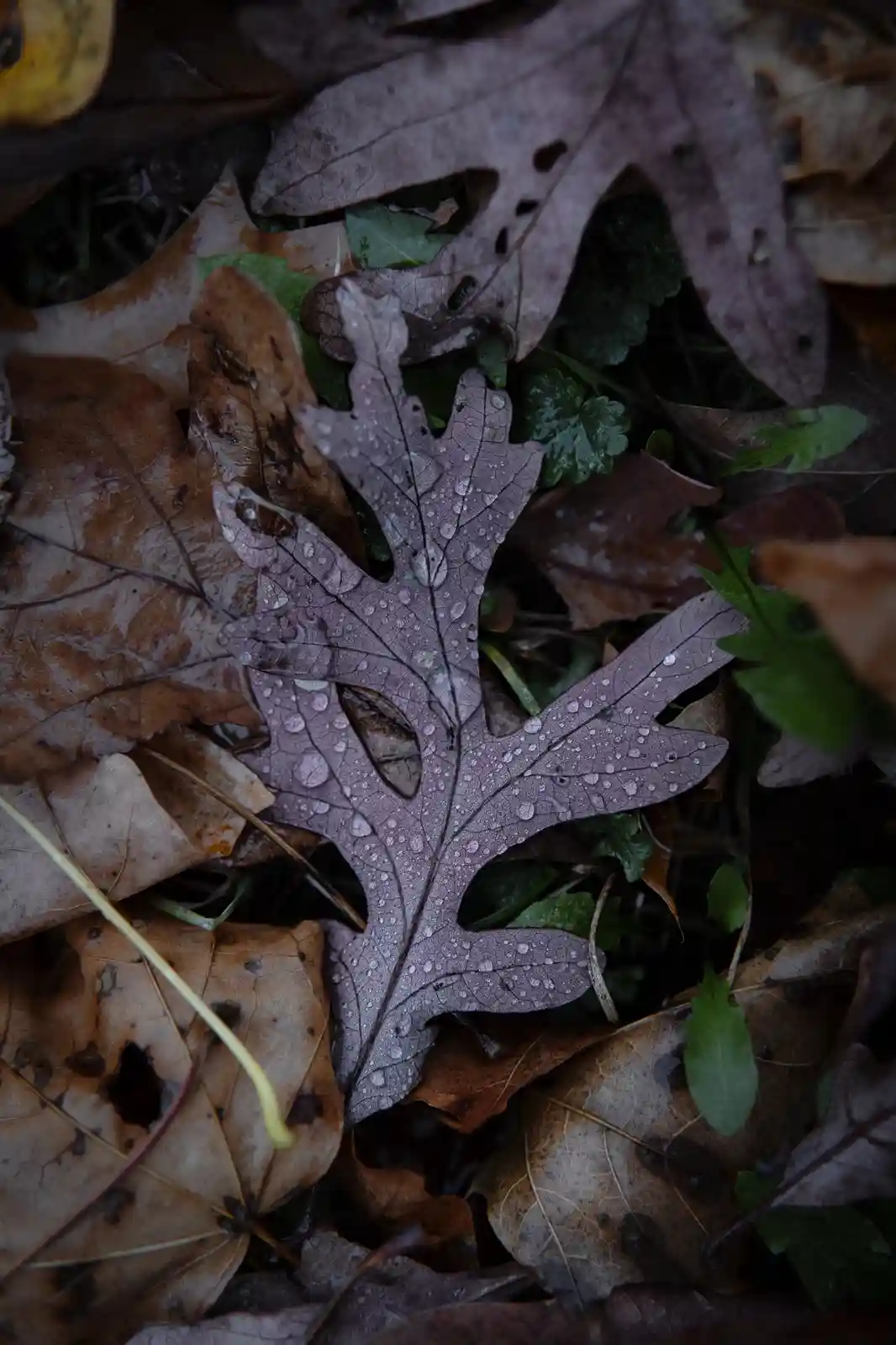 A close-up photo of a purple-tinged oak leaf covered in water droplets, lying among brown fallen leaves and green foliage on…
