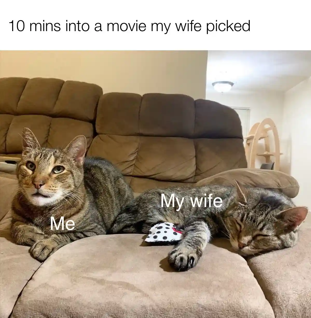Two tabby cats sit on a brown couch; the cat on the left, labeled 'Me', has a bored, unimpressed expression while the cat on…