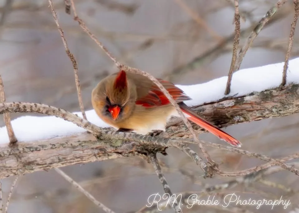 A female cardinal with brownish feathers and red accents perches on a snow-dusted branch, looking down. The image has text…