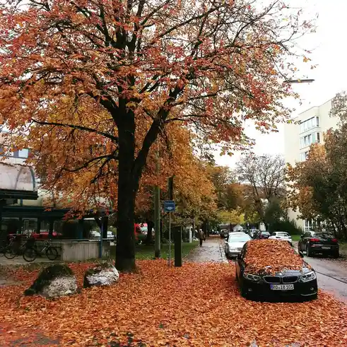 Strolling Through Autumn's Golden Streets