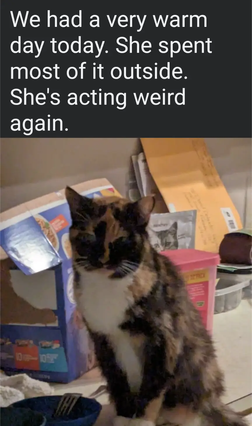 A calico cat with a white chest sits on a cluttered countertop, looking slightly dazed or unwell. Behind it are a torn…