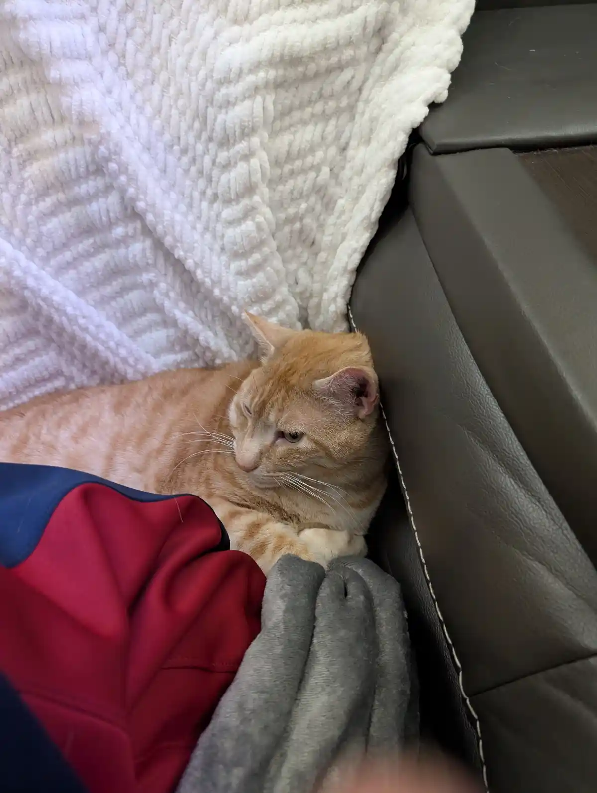 An orange tabby cat with a grumpy expression is curled up on a dark gray couch, nestled between a white textured blanket and…