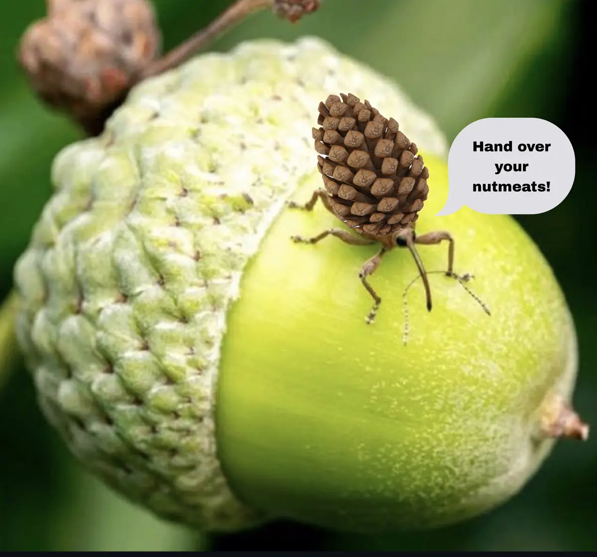 A close-up photo shows a small insect, resembling a weevil, perched on a green acorn. The insect has a tiny pinecone-shaped…